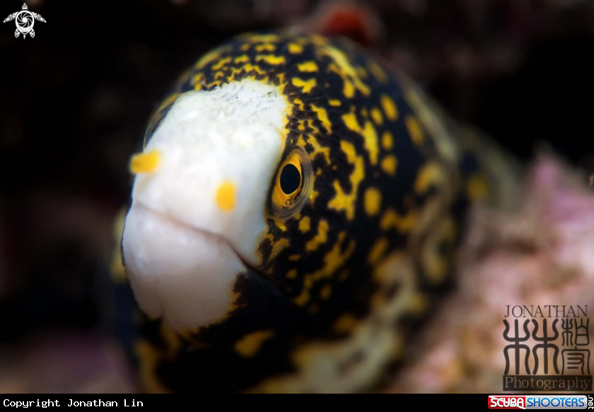 A Snowflake Moray Eel