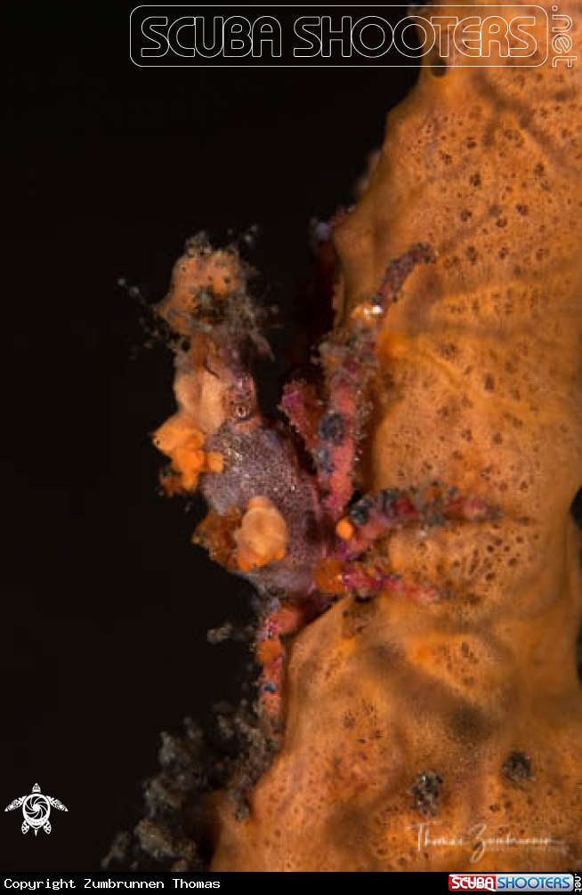 A Crab 