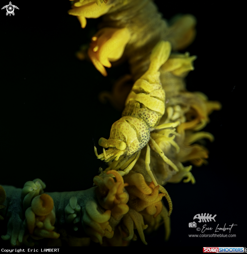 A whip coral shrimp