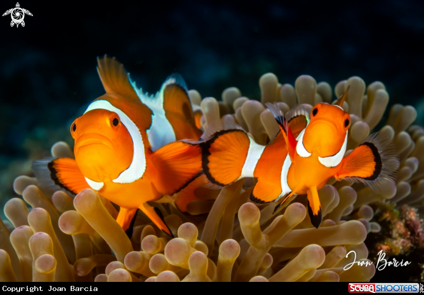 A Clown fishes