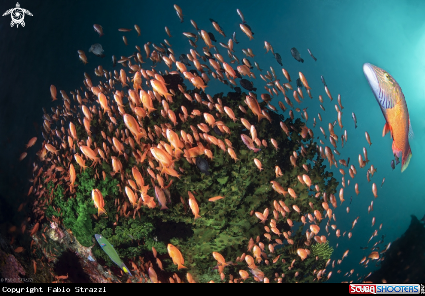 A Anthias