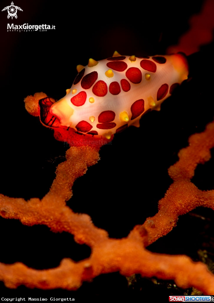 A cowrie