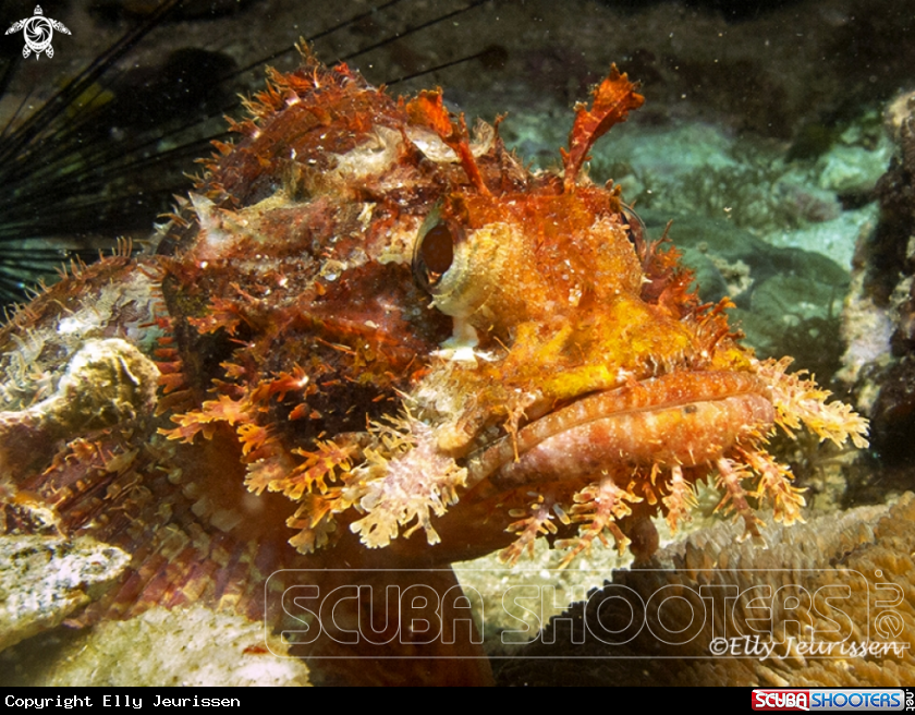 A underwater creature