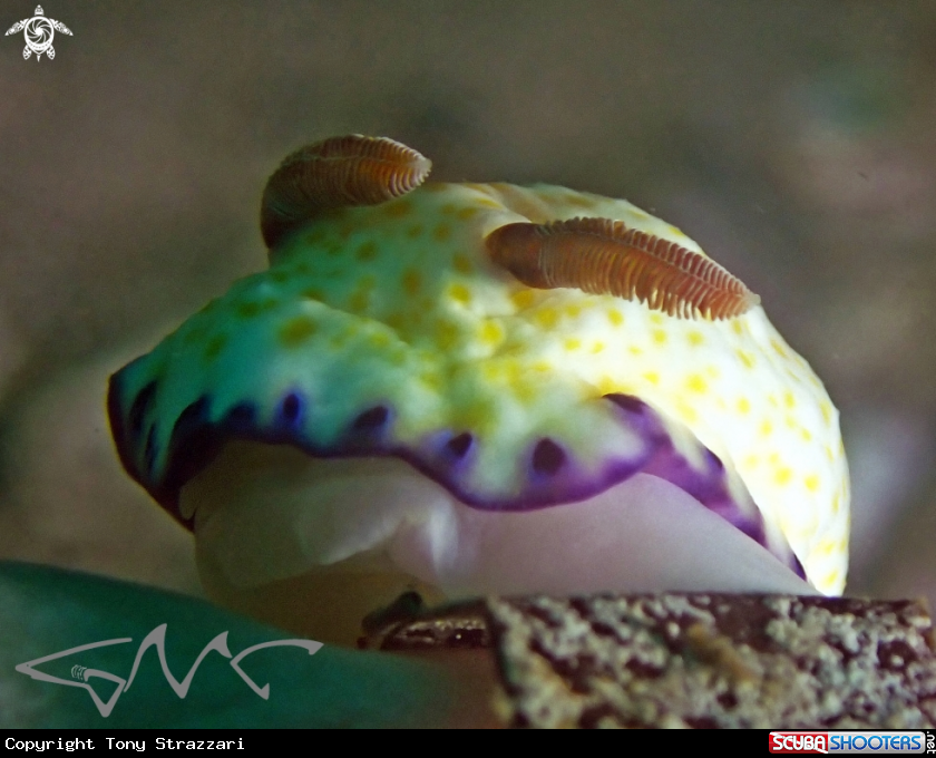 A Gold and Purple Goniobranchus