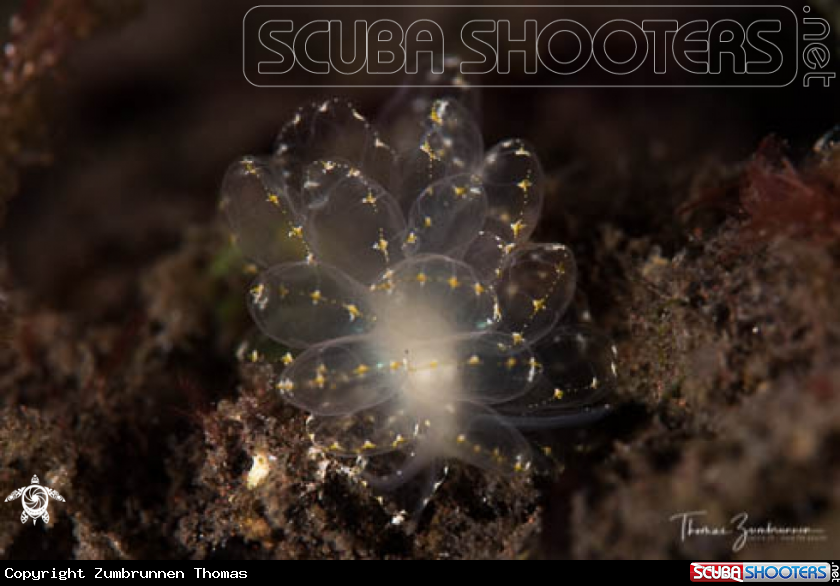 A Nudibranch 
