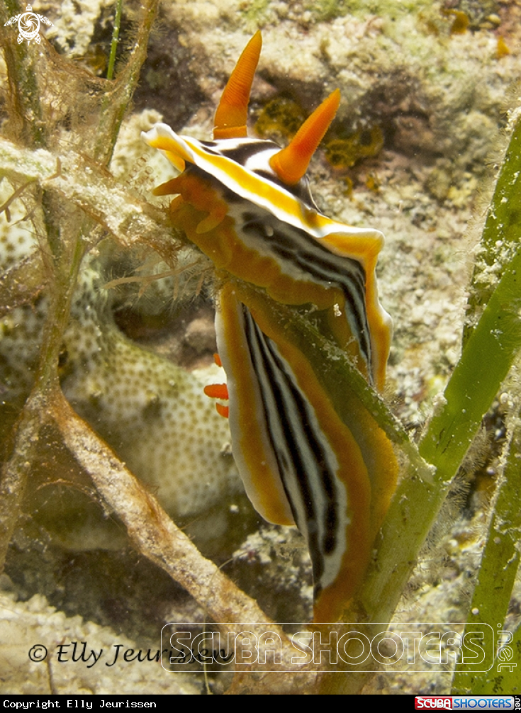A underwater creature