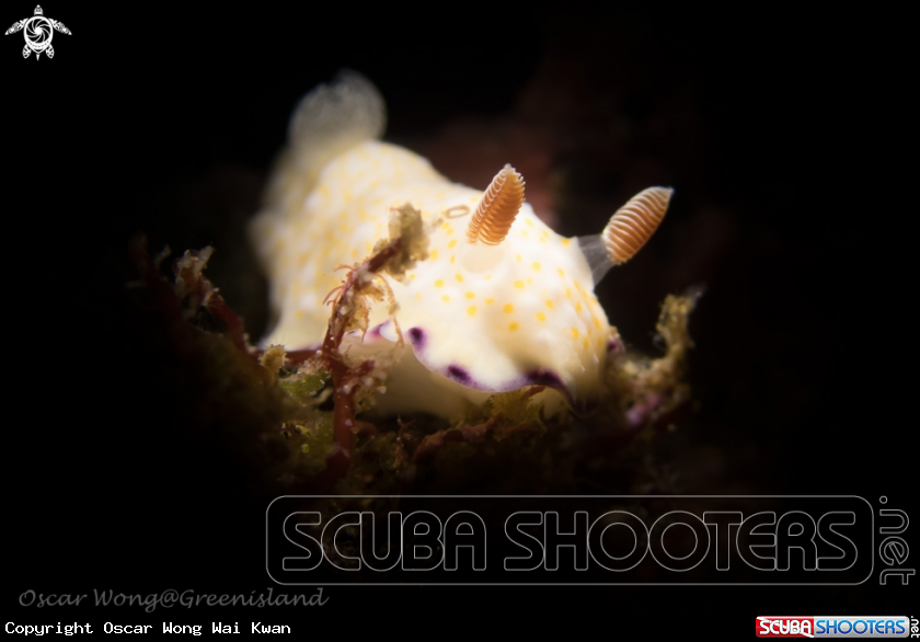 A Goniobranchus Rufomaculatus