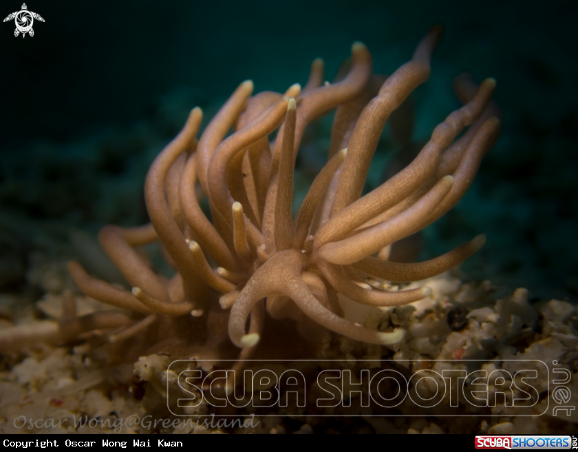 A Phyllodesmium Briareum