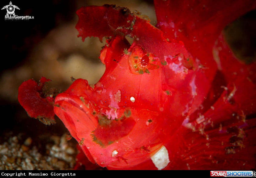 A Rinophia red