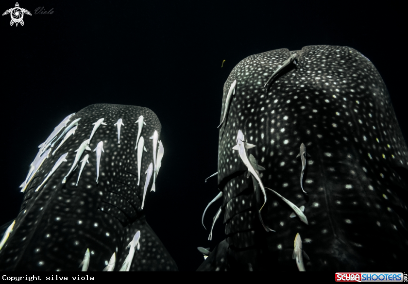 A Whale Shark