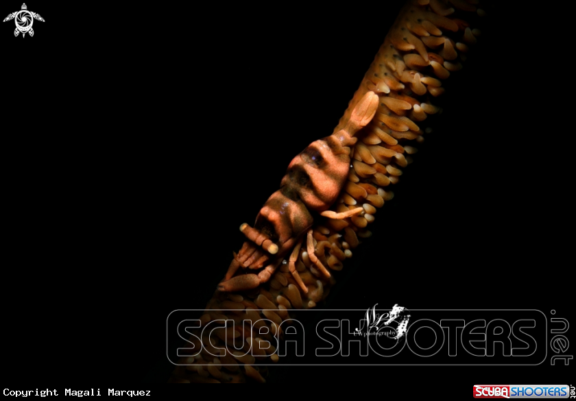 A Anker's whip coral Shrimp 