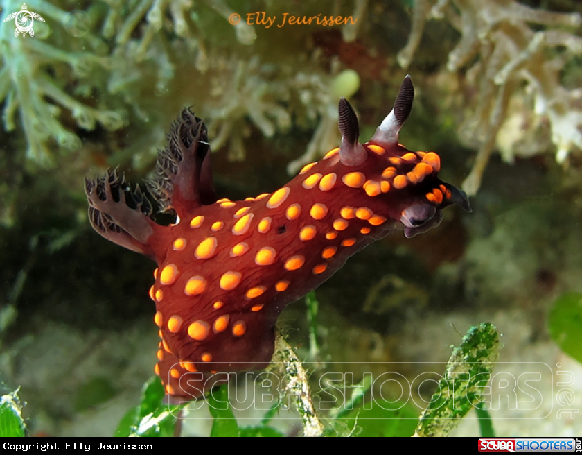 A underwater creature