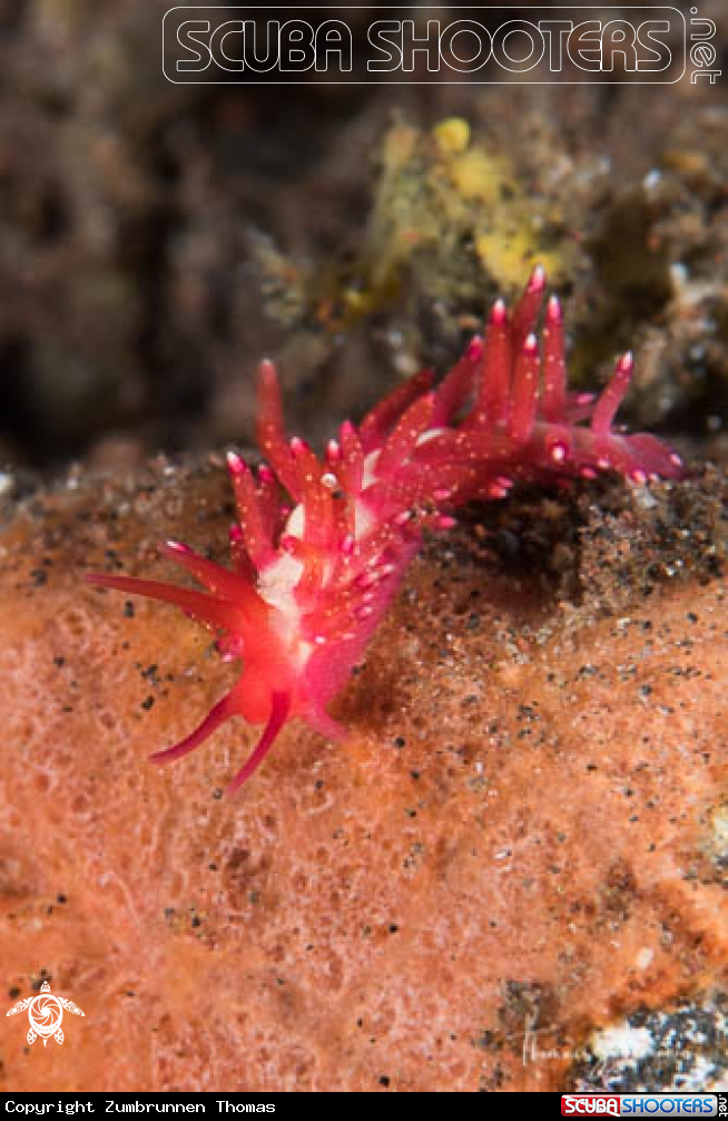 A Nudibranch 