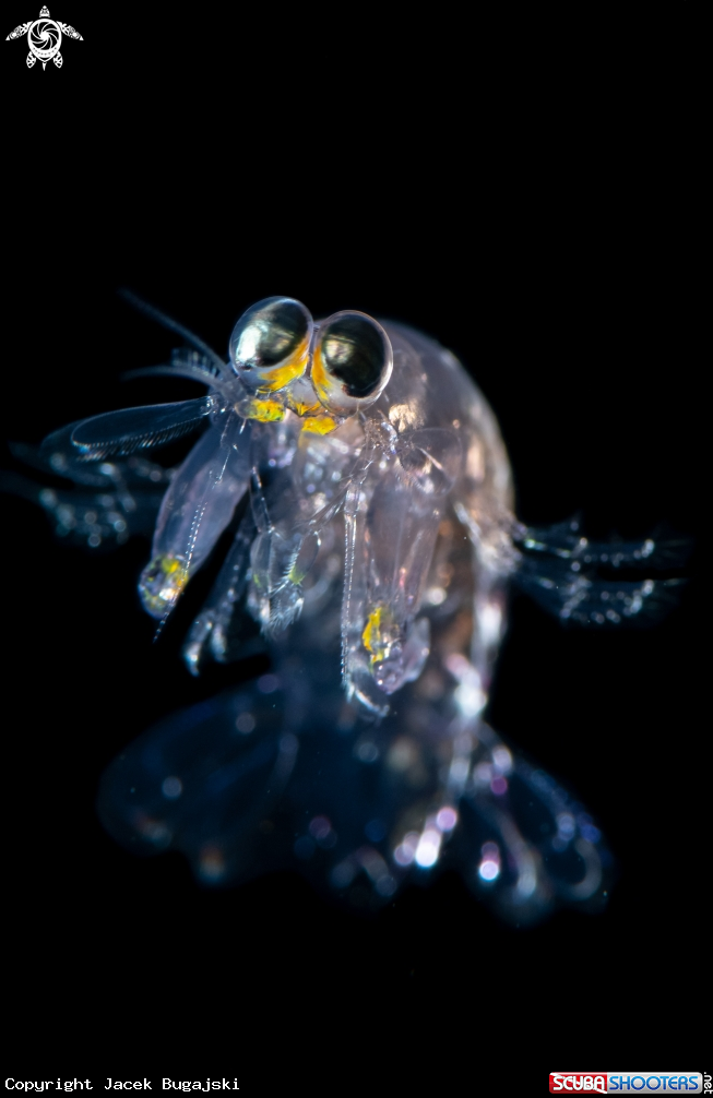 A Mantis Shrimp