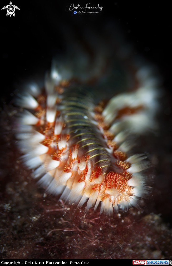 A Fire worm