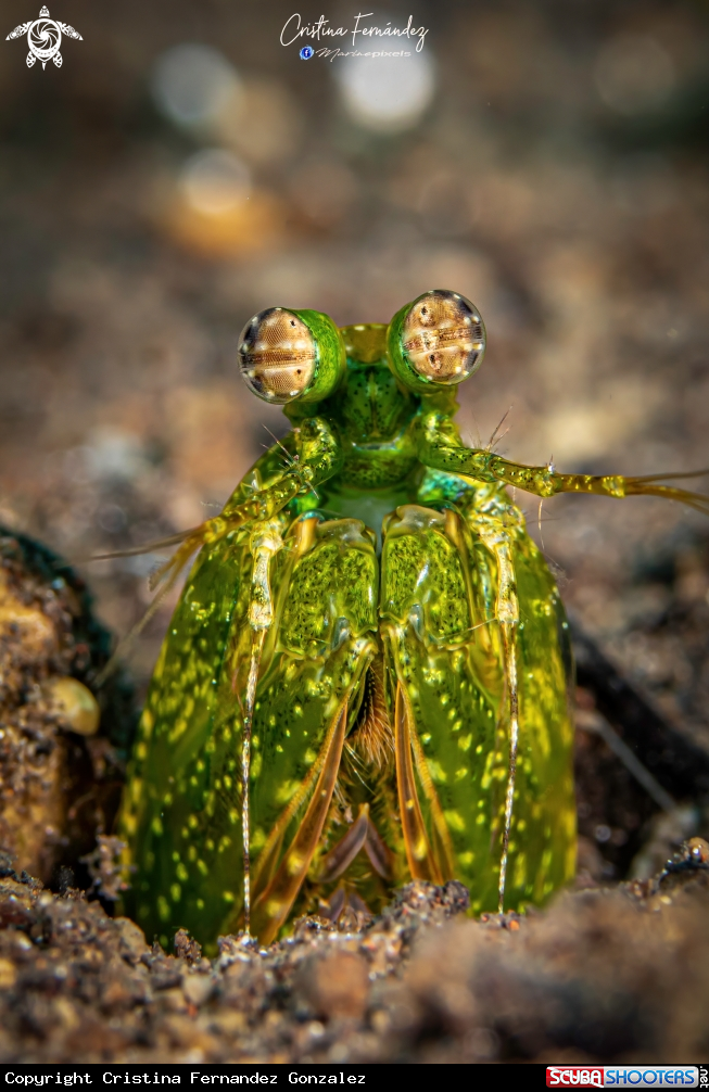 A Mantis shrimp