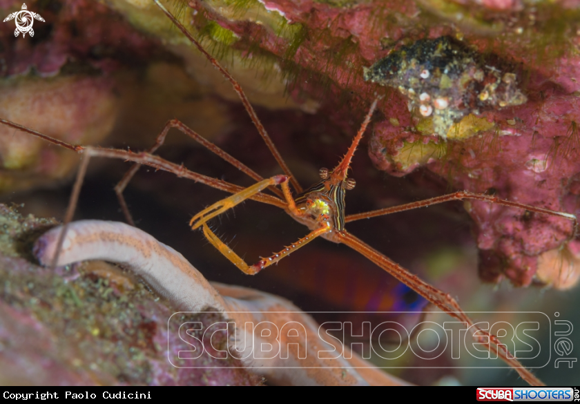 A Arrow Crab
