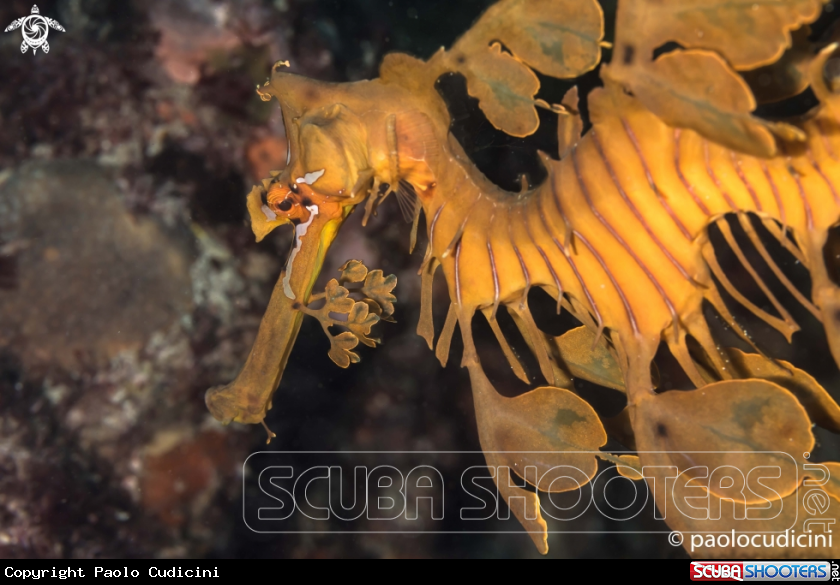 A Leafy Seadragon