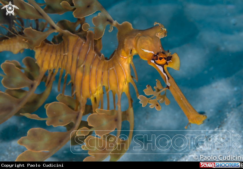 A Leafy Seadragon