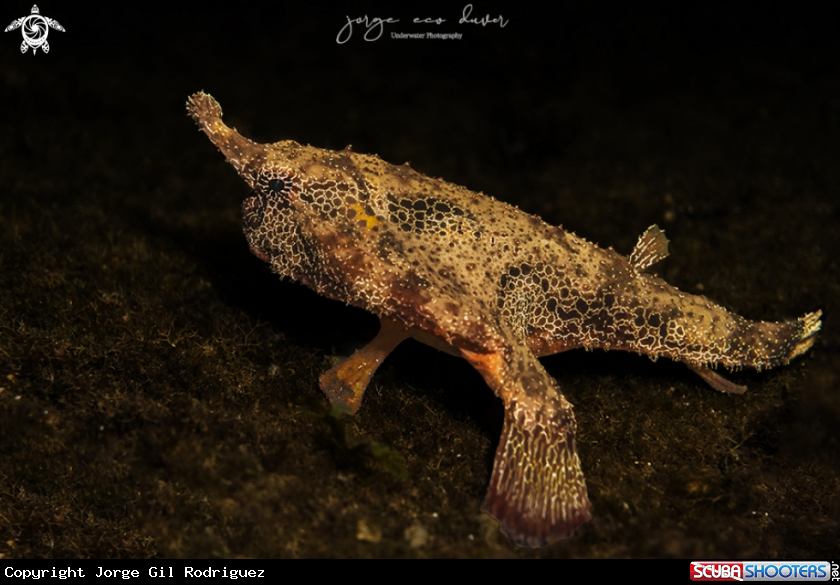 A Batfish