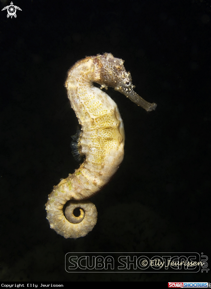 A Seahorse