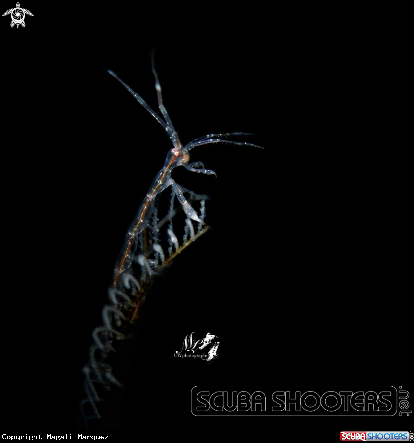 A Skeleton Shrimp 