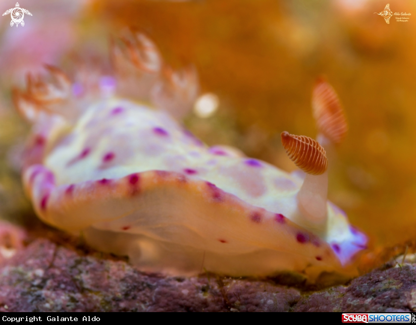 A Nudibranch