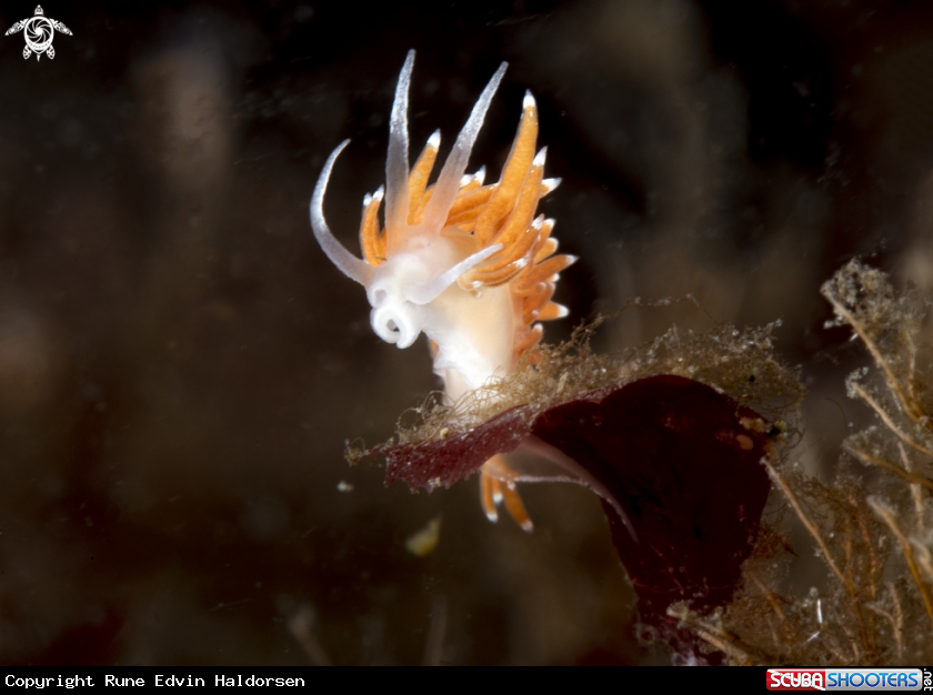 A Michrochlamylla gracilis