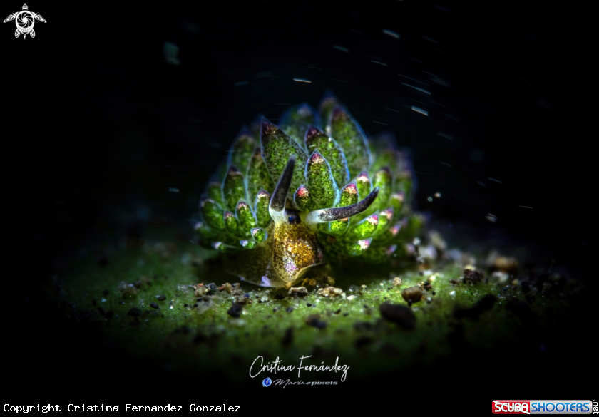 A Nudibranch
