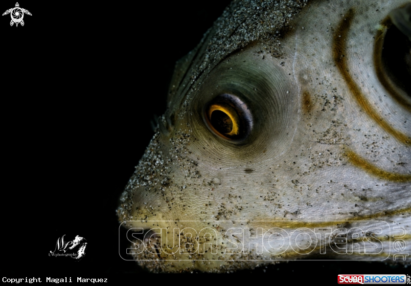 A Narrow-lined pufferfish 