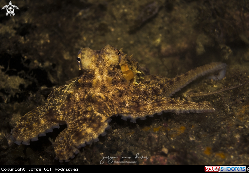 A Common Octopus