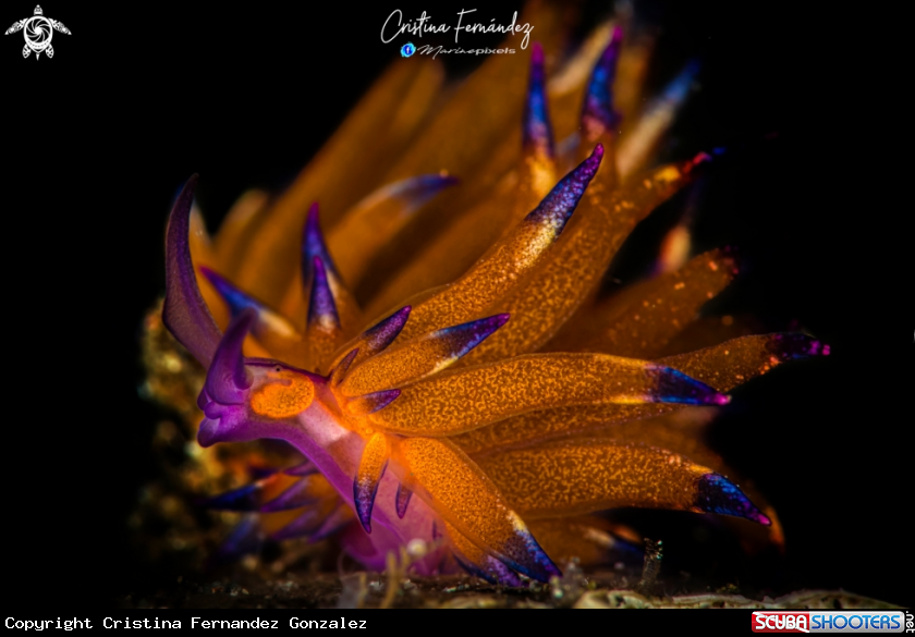 A Nudibranch