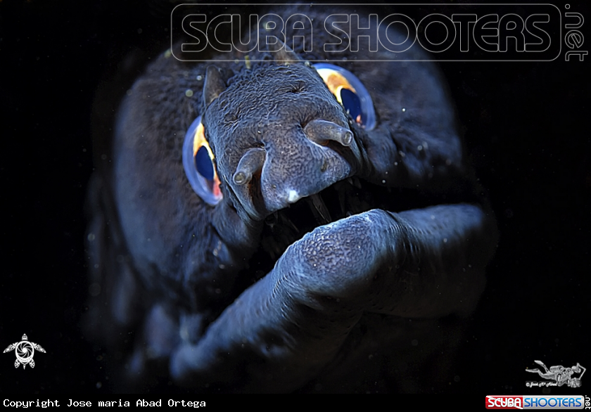 A underwater creature