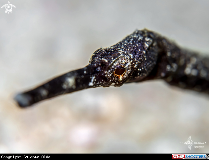 A Double ended pipefish  