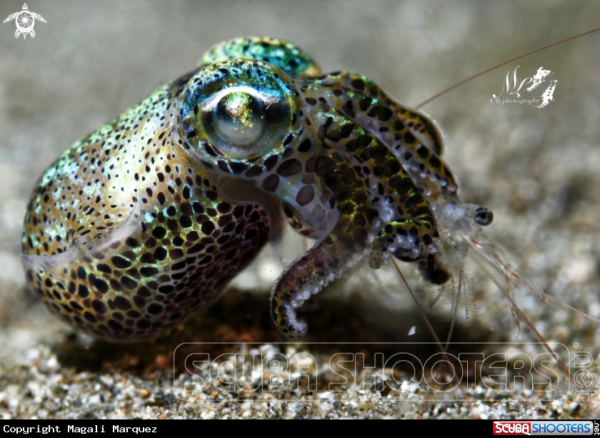 A Bobtail Squid 