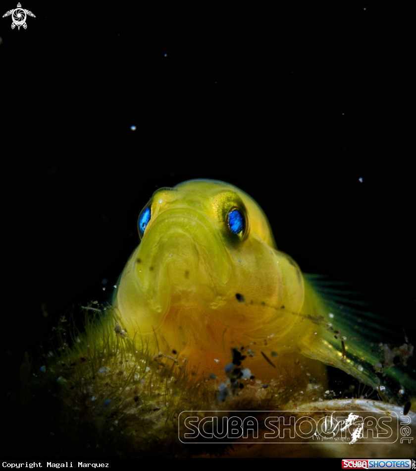 A Yellow Gobyfish