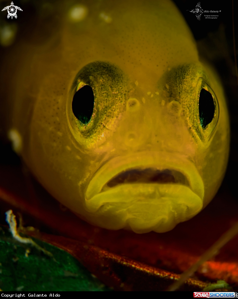 A Yellow Pygmy Goby