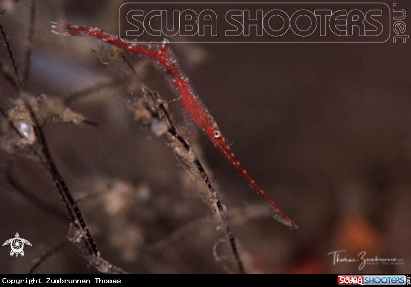A Ocellated Tozeuma Shrimp