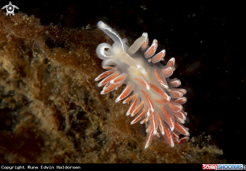 A Fjordia lineata