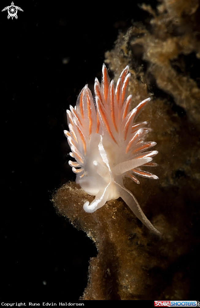 A Fjordia lineata
