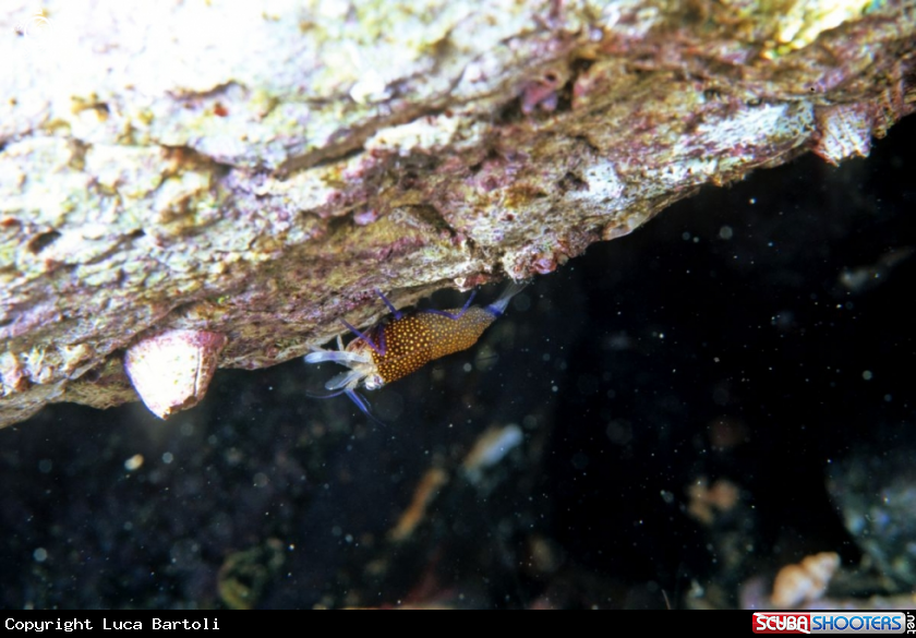A underwater creature