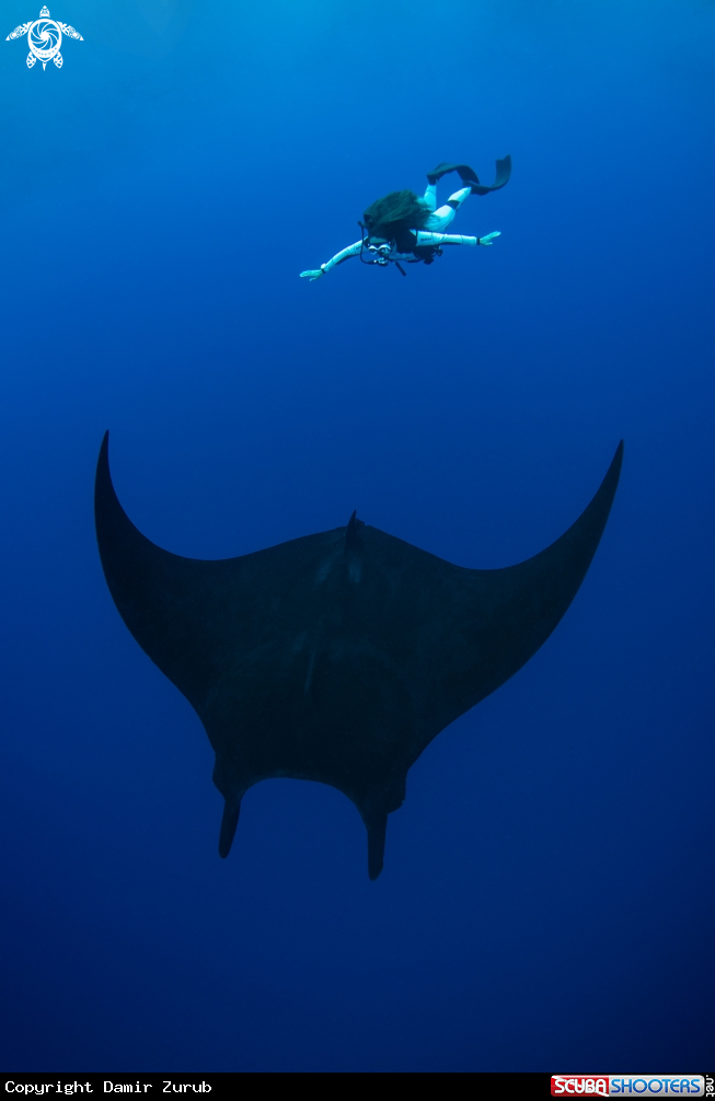 A Manta Birostris