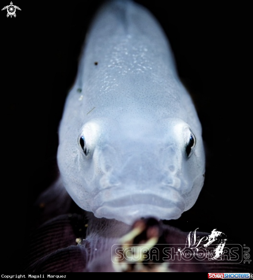 A Ghost Goby 