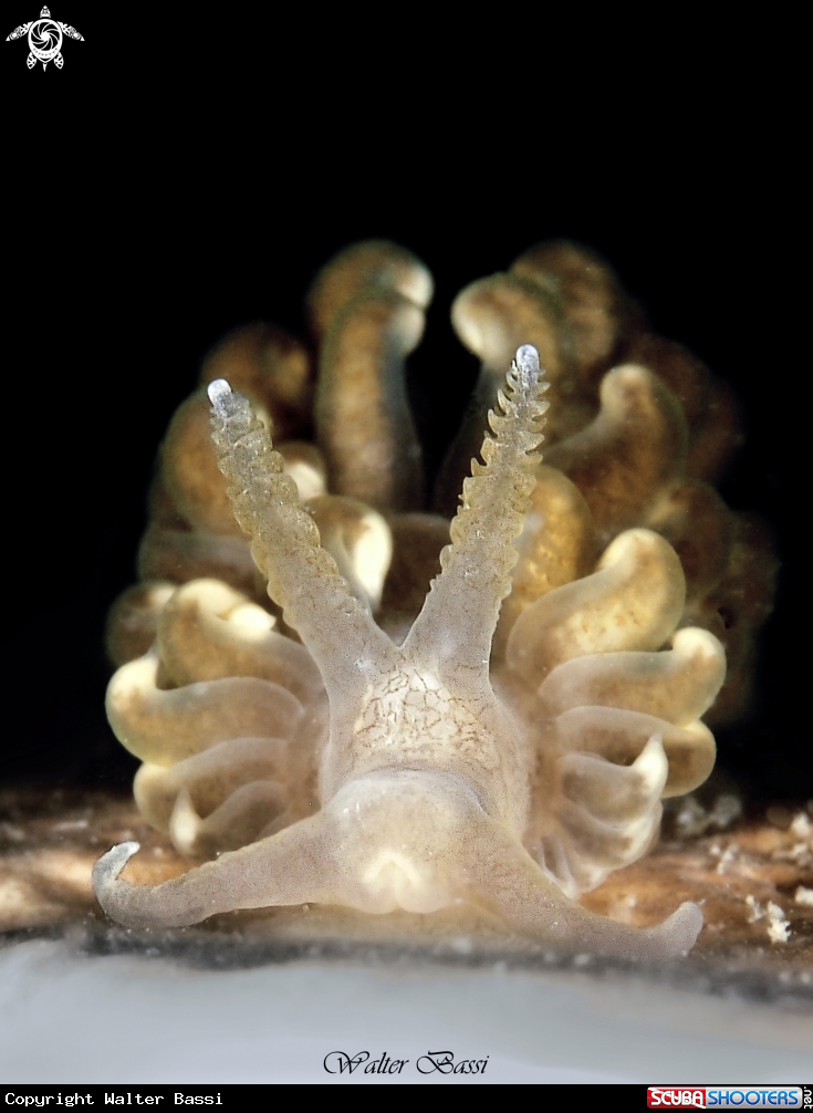 A spurilla neapolitana