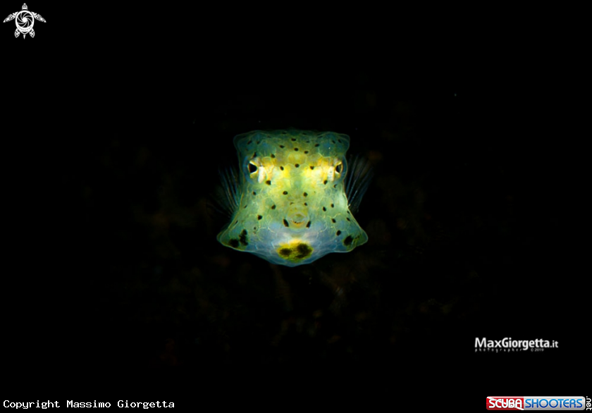 A box fish