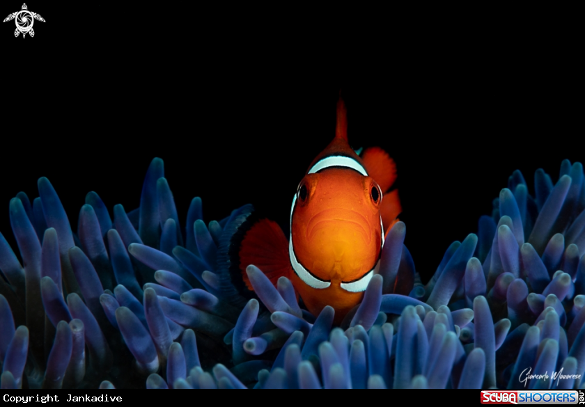 A Clownfish