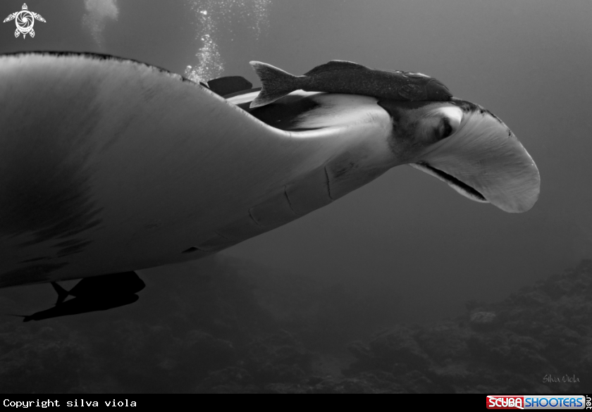 A Giant Oceanic Manta