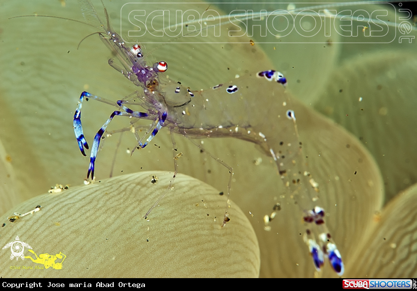 A underwater creature