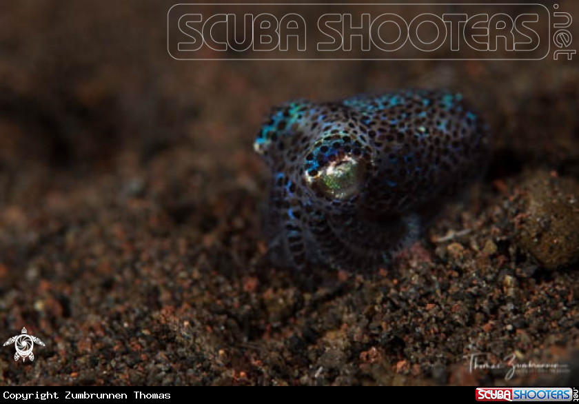 A Bobtail Squid 