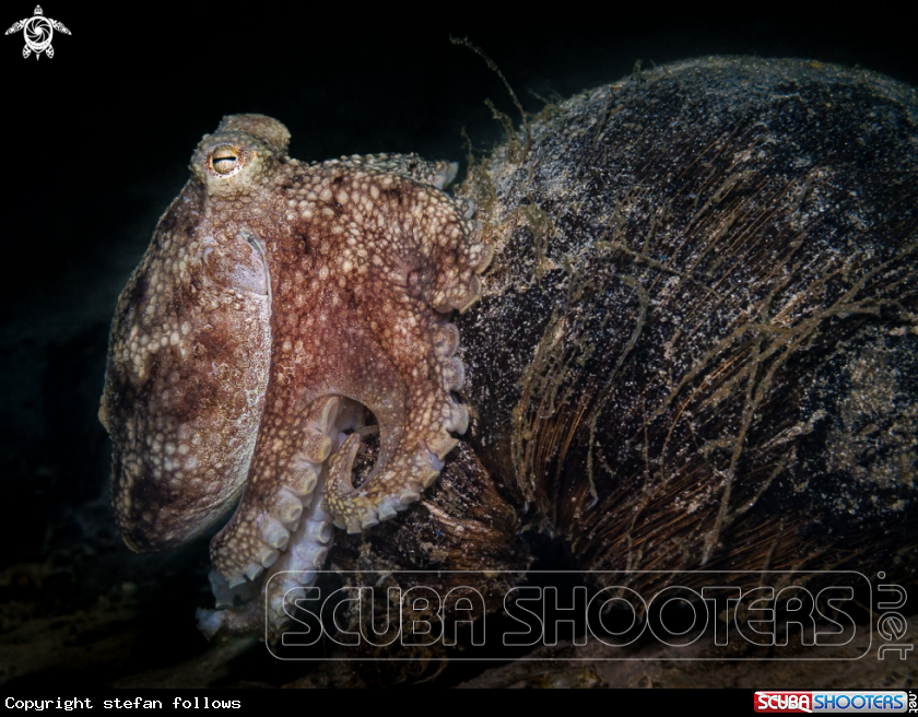 A Coconut Octopus